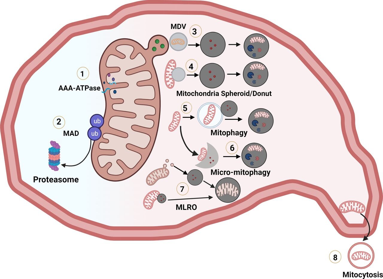 Zrozumienie przewlekłej choroby wątroby poprzez mitochondria