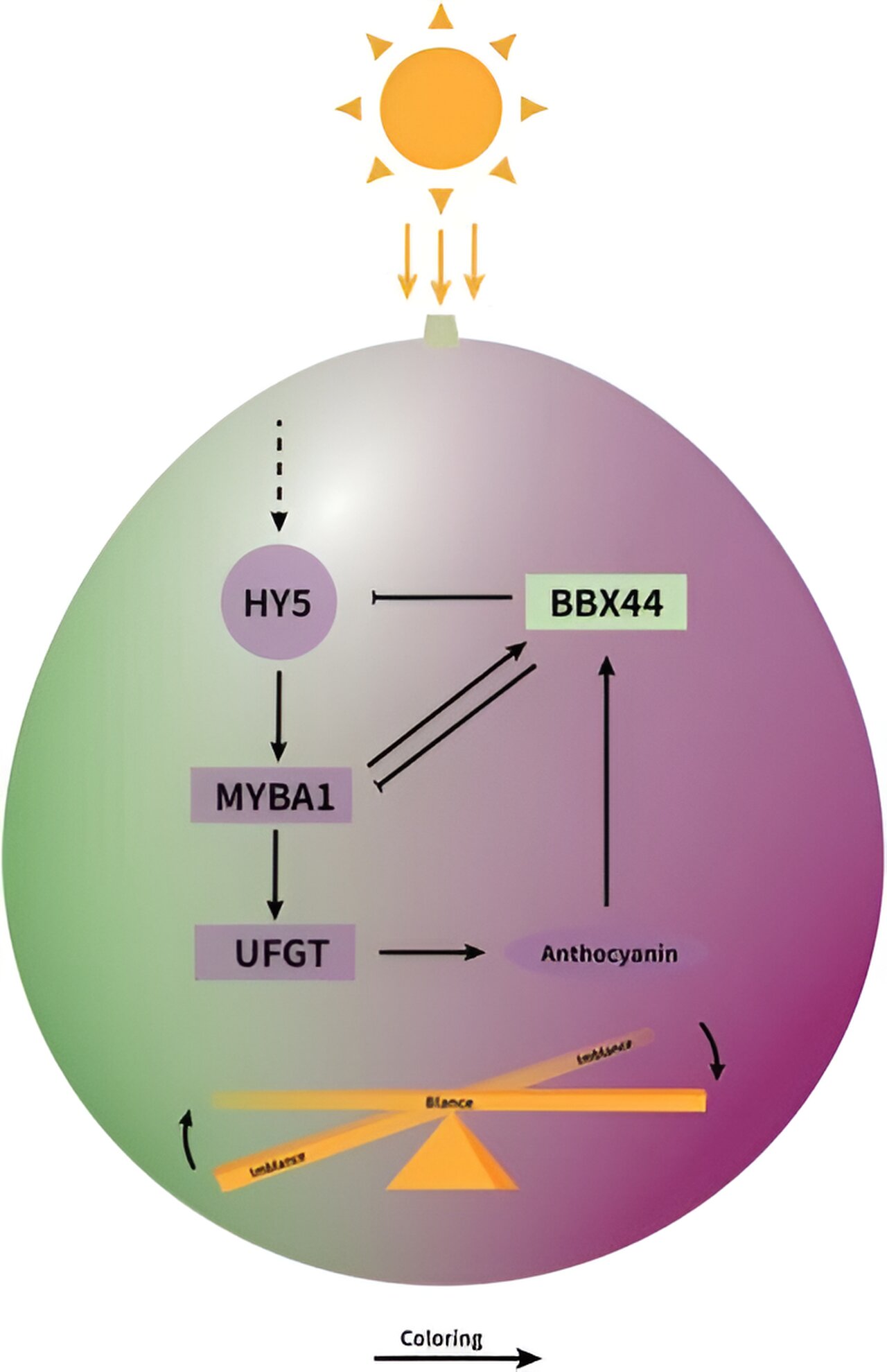 Unlocking the color code: The role of VvBBX44 and VvMYBA1 in regulating grape anthocyanin biosynthesis