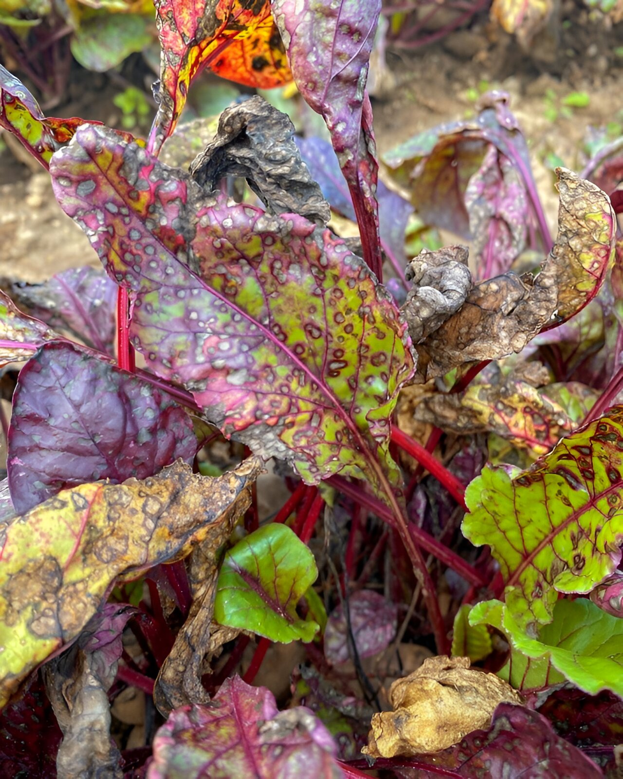 photo of UV light treats beet disease and combats fungicide resistance image
