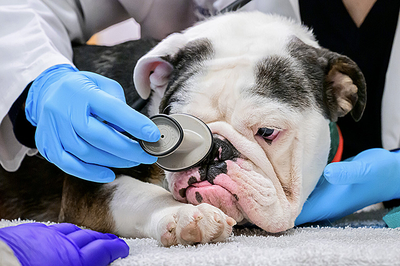 photo of Veterinary surgeon: Spare flat-faced pets the respiratory distress image