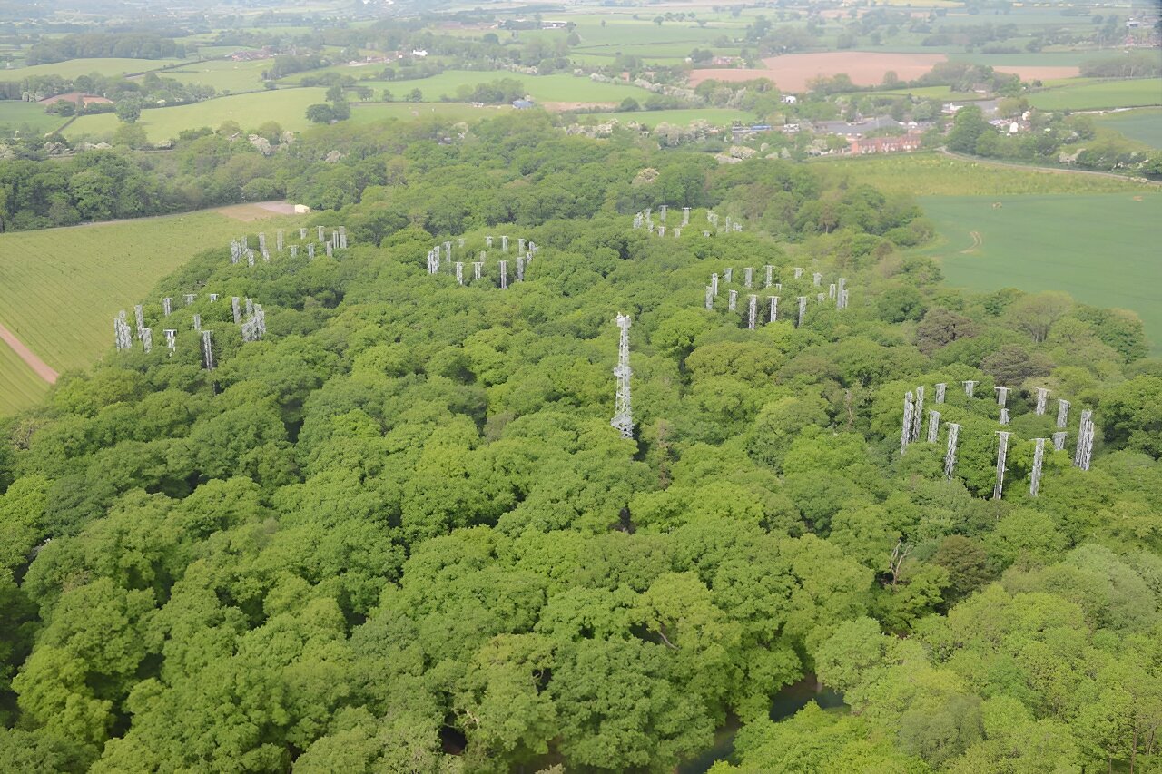 Researchers pump additional CO₂ into an oak forest and discover that the trees will be “woodier” in the future