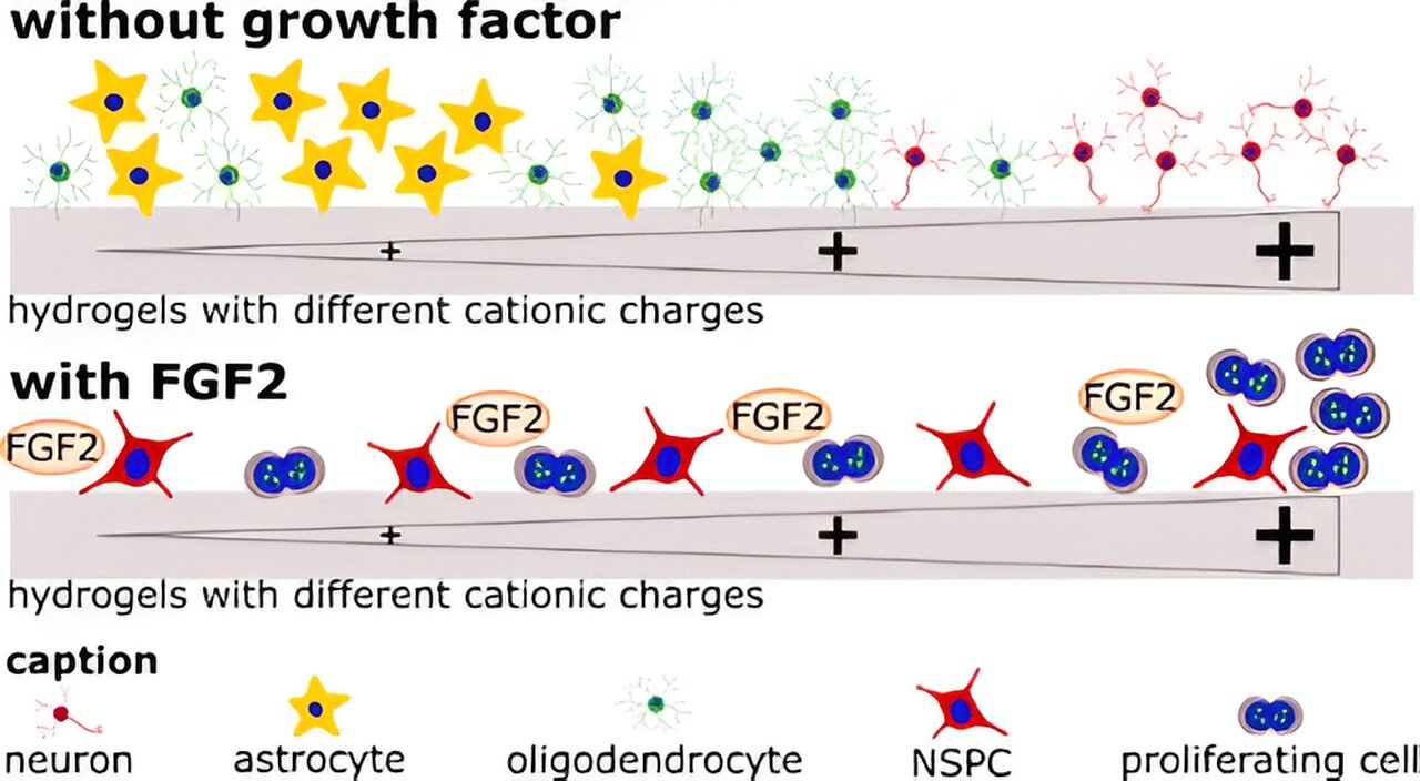 Scientists show positively charged hydrogels promote the survival and growth of neural stem cells