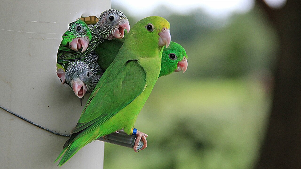 photo of Why parrots sometimes adopt—or kill—each other's babies image