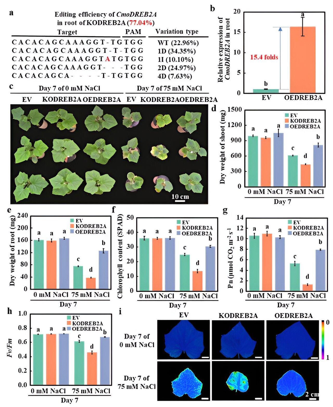 Molecular mechanism of CmoDREB2A and CmoNAC1 in pumpkin regulating the salt tolerance of grafted cucumber revealed