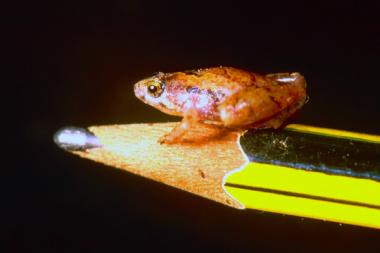 Fiambrera infantil material bio naturlunch frog