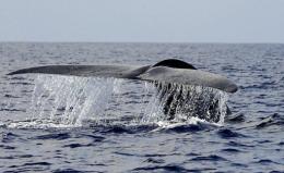 Sunburnt whales: Rising UV radiation could be damaging whales' skin