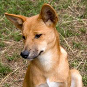 Dingo Dog, Domesticated, Characteristics, Traits