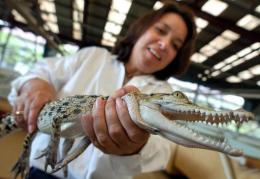 Human activity 'driving half of world's crocodile species to extinction', Endangered species