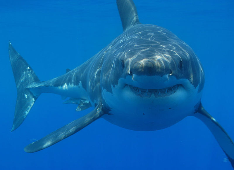 Great White Sharks: Diet, Behaviour, And Conservation│IFAW