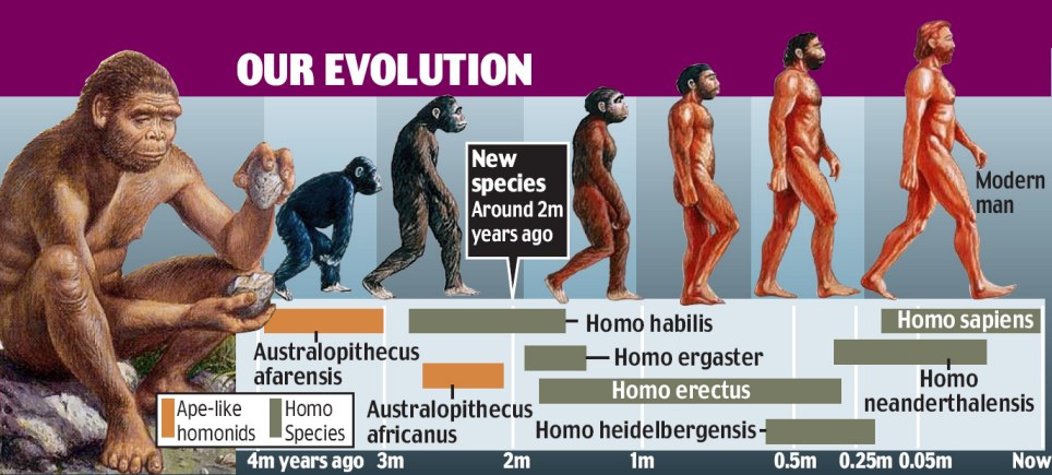 New Species Of Early Hominid Found
