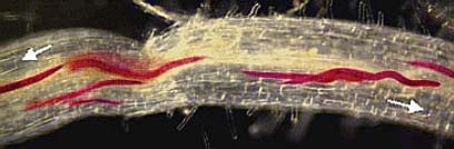 Global maps of soil-dwelling nematode worms