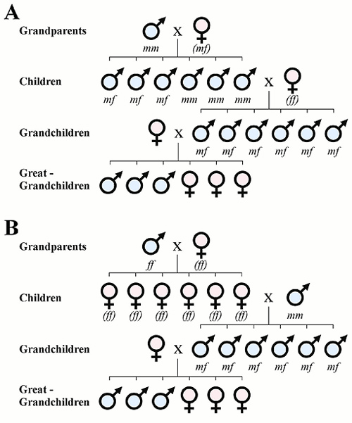Gene Chart For Baby