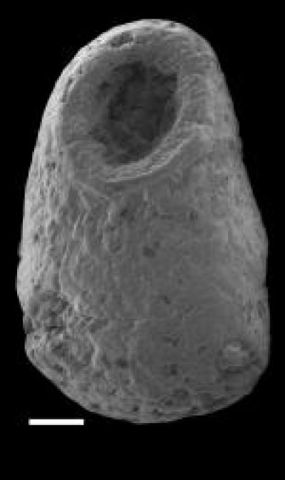 Geologist analyzes earliest shell-covered fossil animals