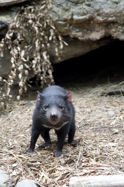 Mystery solved: Facial cancer decimating Tasmanian devils likely began in  Schwann cells