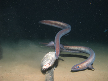 Deep-sea fish stocks threatened