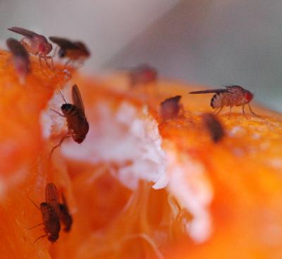 New method preserves viable fruit fly embryos in liquid nitrogen