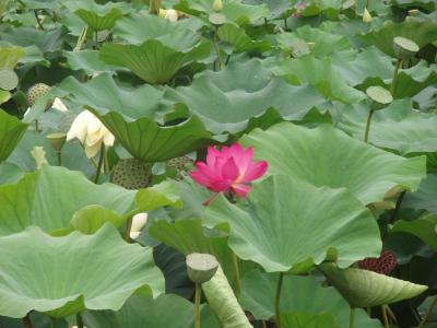 Lotus leaf inspires scientists to create world's first self