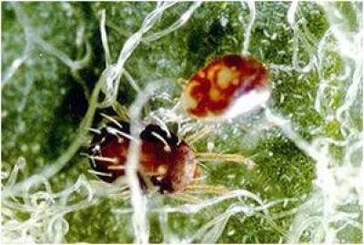 Predatory Spiders  University of Maryland Extension