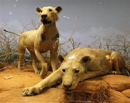 Notorious 'man-eating' lions of Tsavo likely ate about 35 people -- not  135, scientists say