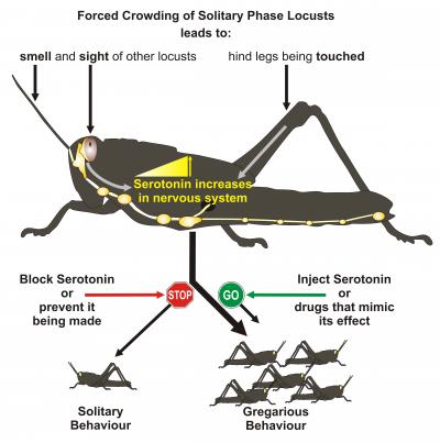 How A Brain Chemical Changes Locusts From Harmless Grasshoppers To
