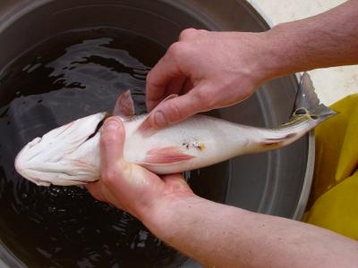 How and how long you handle released fish will determine if they