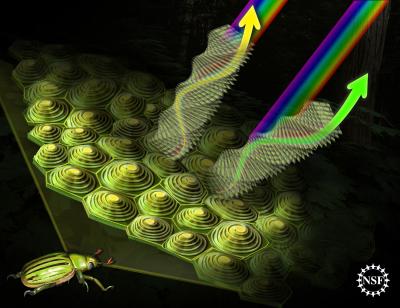How did jewel beetles' visual systems evolve? •
