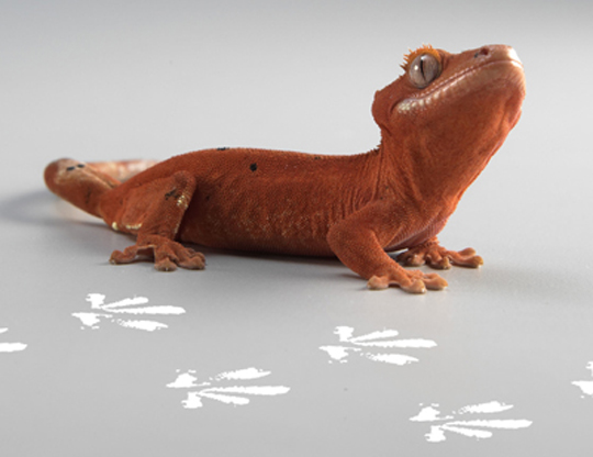 Scientists gain fresh insight into the secret of how gecko feet stay sticky