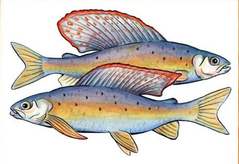 Michigan Fish Identification Chart