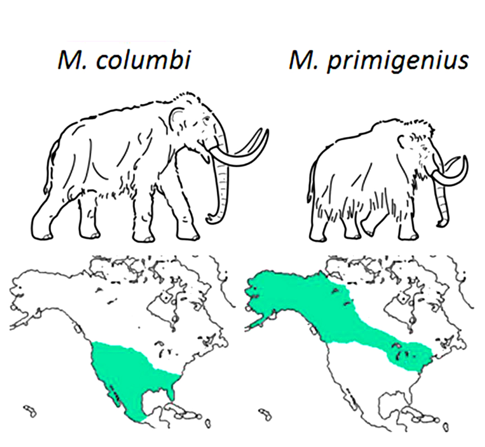 Где жили мамонты. Ареал шерстистого мамонта. Шерстистый мамонт Северная Америка. Мамонт примигениус.