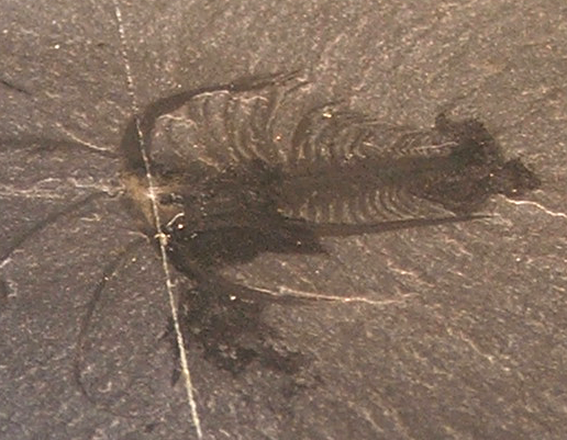 Research team finds new explanation for Cambrian explosion