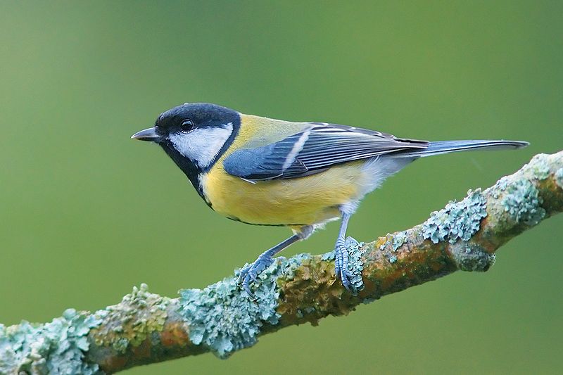 Noise pollution appears to cause some birds to change their songs making  them less attractive