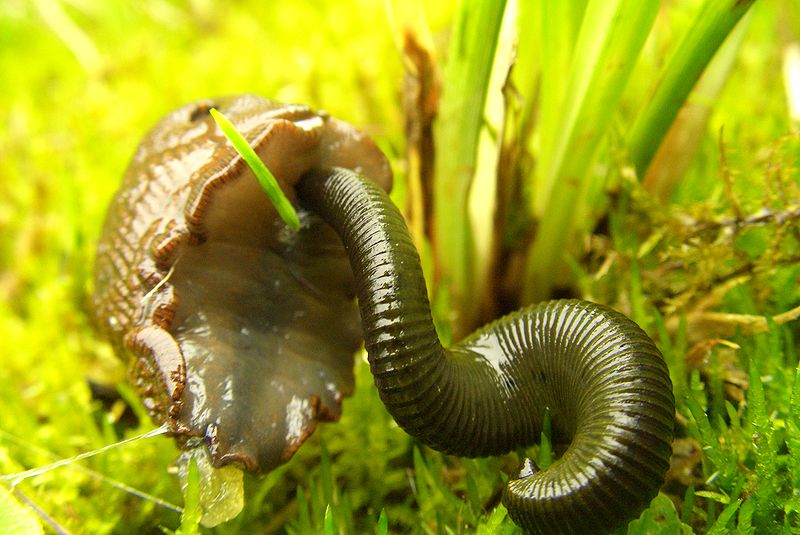 Serotonin and heat play a role in leeches abilities
