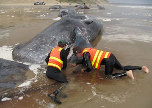 Last Whale Dies In Mass Australian Beaching Mass price chart us dollar (mass/usd). last whale dies in mass australian beaching