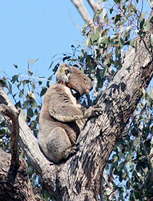 did tree koala why out the the of fall