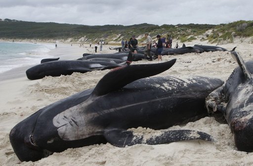 21 whales die, 11 saved in Australian beaching