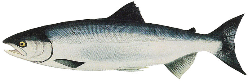 Sockeye Salmon (Oncorhynchus Nerka) - Alaska Seafood