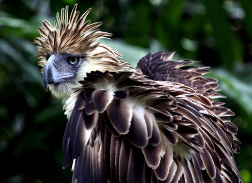 Trapping threatens near-extinct Philippine eagle