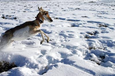 Scientists track pronghorn by satellite