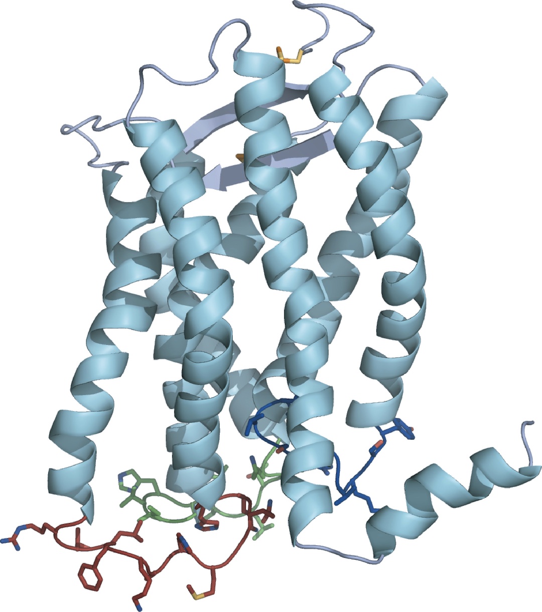 Protein 3d structure