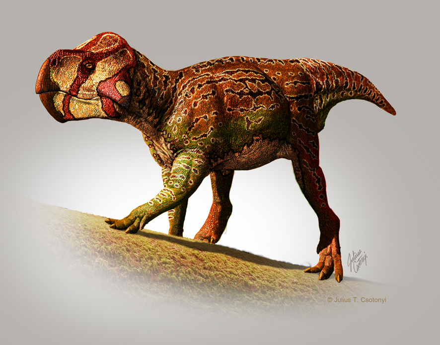 Scientists name two new species of horned dinosaur