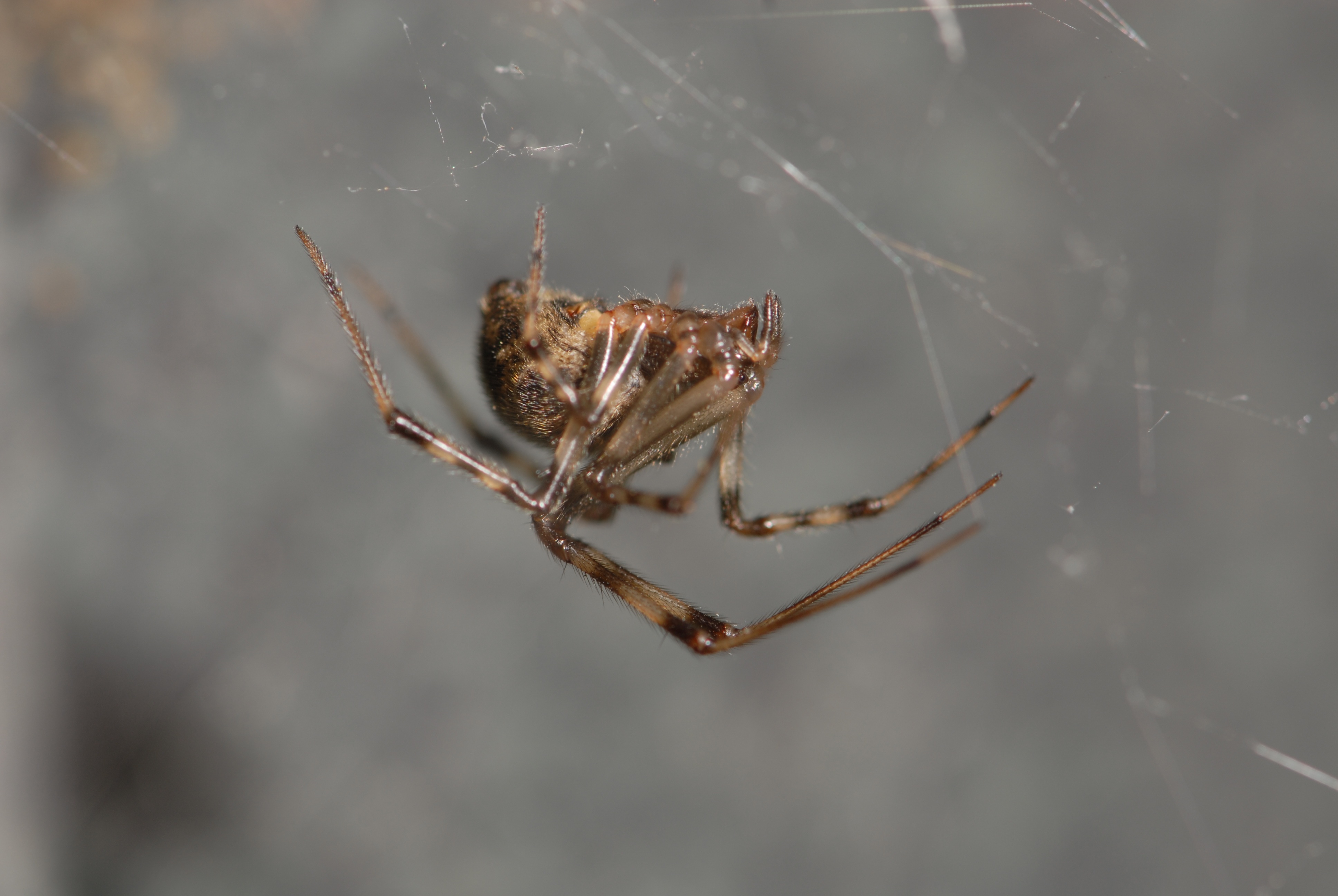 ground spider spiders wisconsin