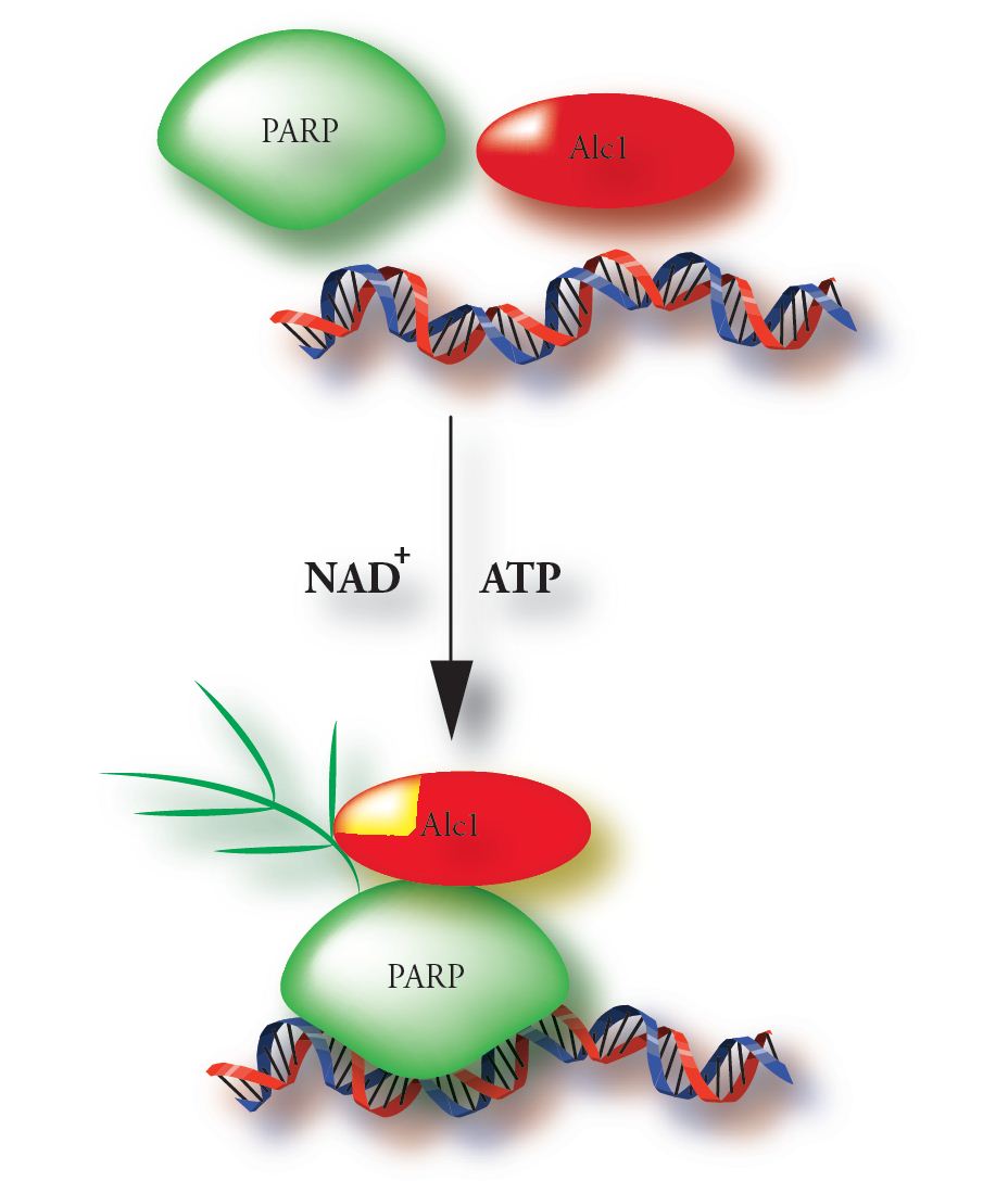 Парп 1. PARP ингибиторы. Действие PARP ингибиторов. PARP substrate nad. Парп - это в медицине.