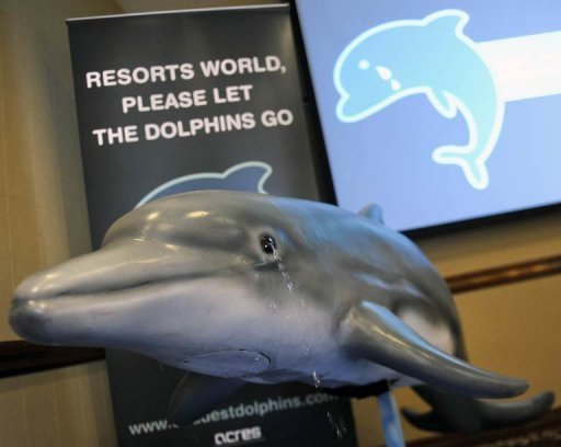Animal welfare group pushes for dolphins' release