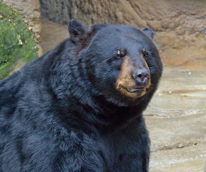 American black bear - Wikipedia