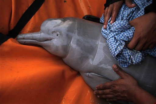 amazon river dolphin