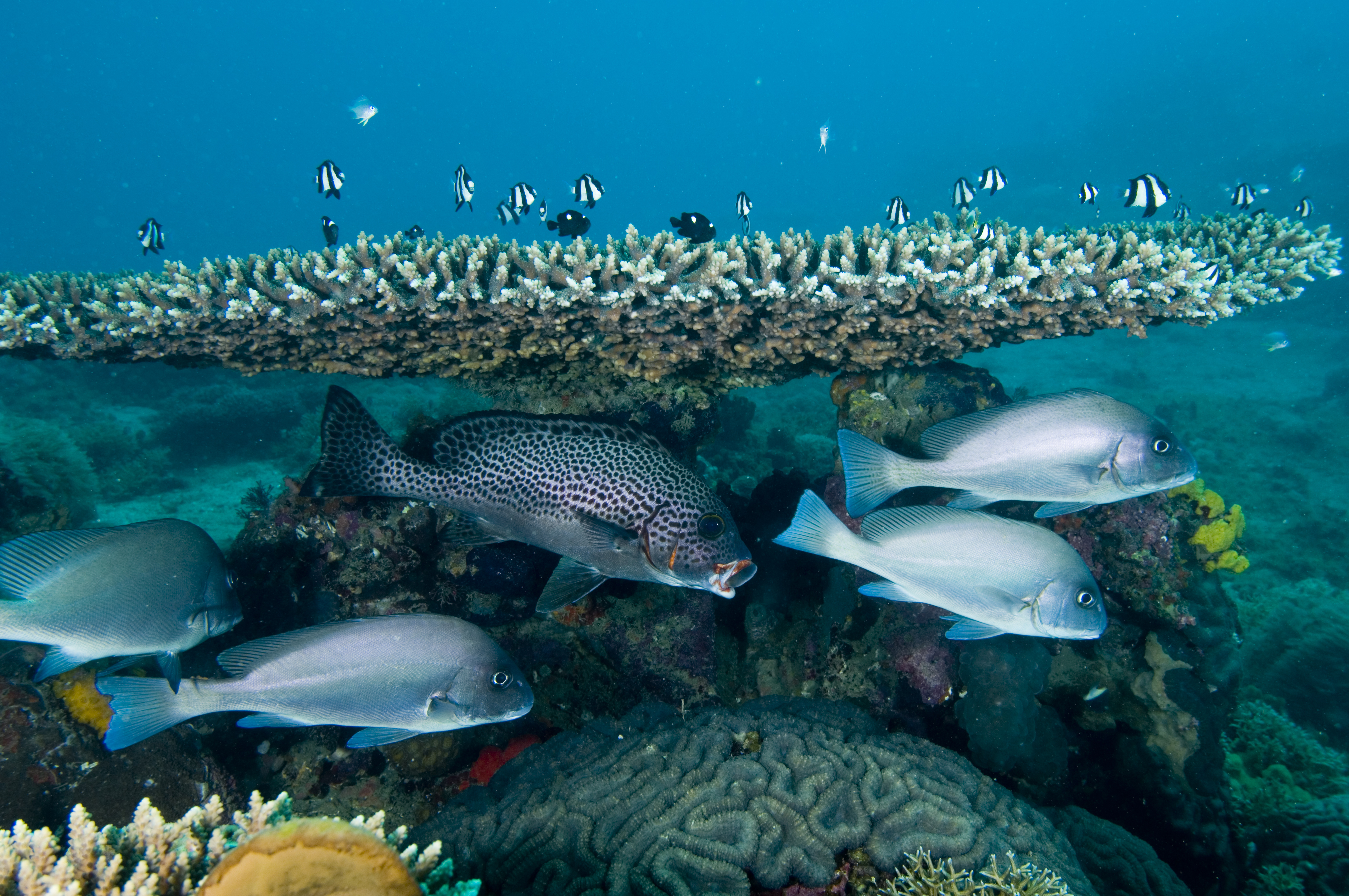 Живые обитатели океана. Большой Барьерный риф в тихом океане. Рыбы Тихого океана. Обитатели океана. Рыбки коралловых рифов.