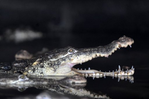 Tradie Men's Croc in a Pond Trunk