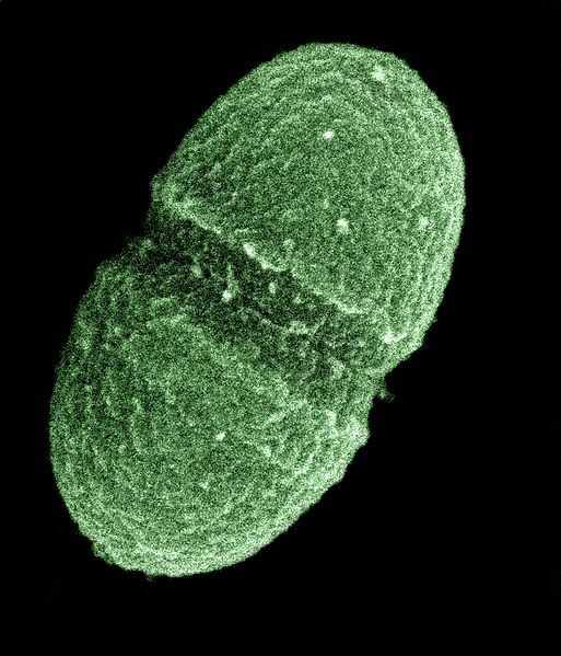 photo of Genetically engineered plasmid can be used to fight antimicrobial resistance image