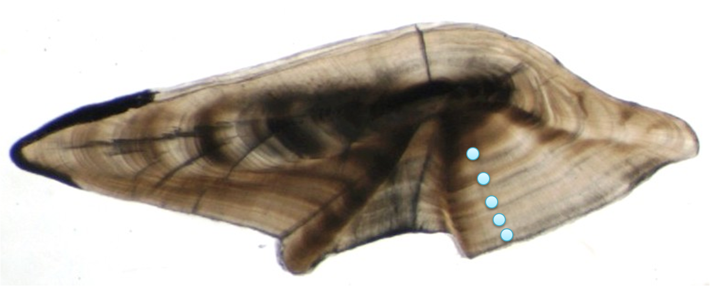 Fish ear bones and their distinctive growth rings offer clues to