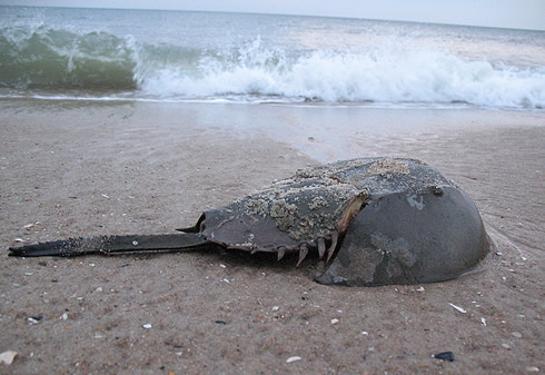 Horseshoe Crabs Are One Of Nature S Great Survivors